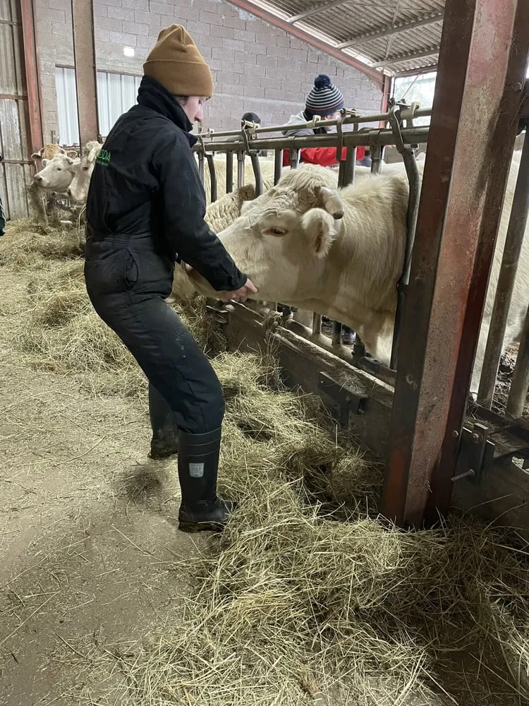 Julianne au cornadis auprès d’un troupeau de bovins charolais