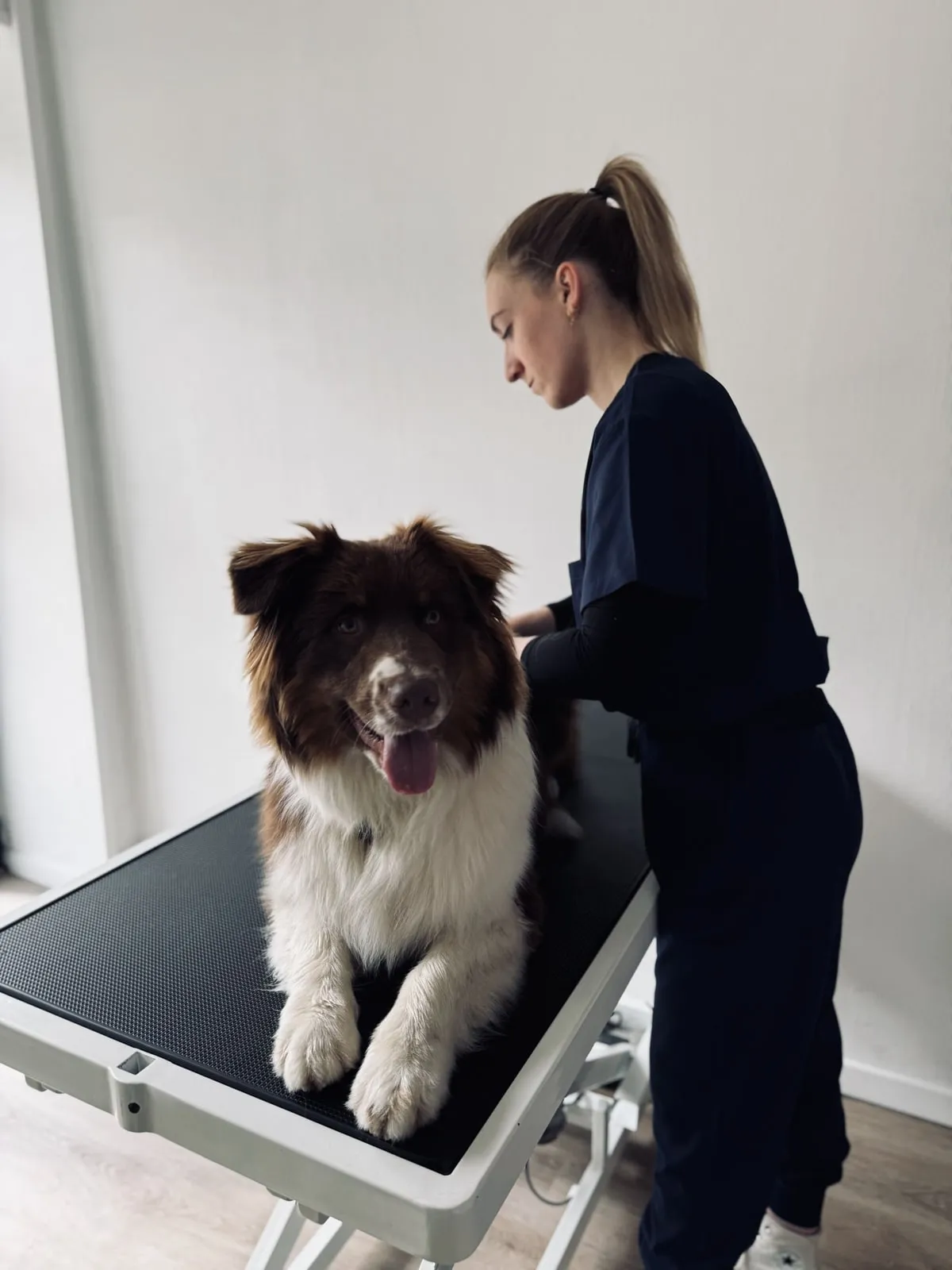 La salle de consultation du cabinet Dog Model